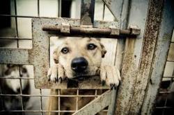 rescue animals, animal advocacy,animal euthanasia,animal rights,gas chamber euthanasia,Grace's Law,animal rights advocates,shelter dogs,